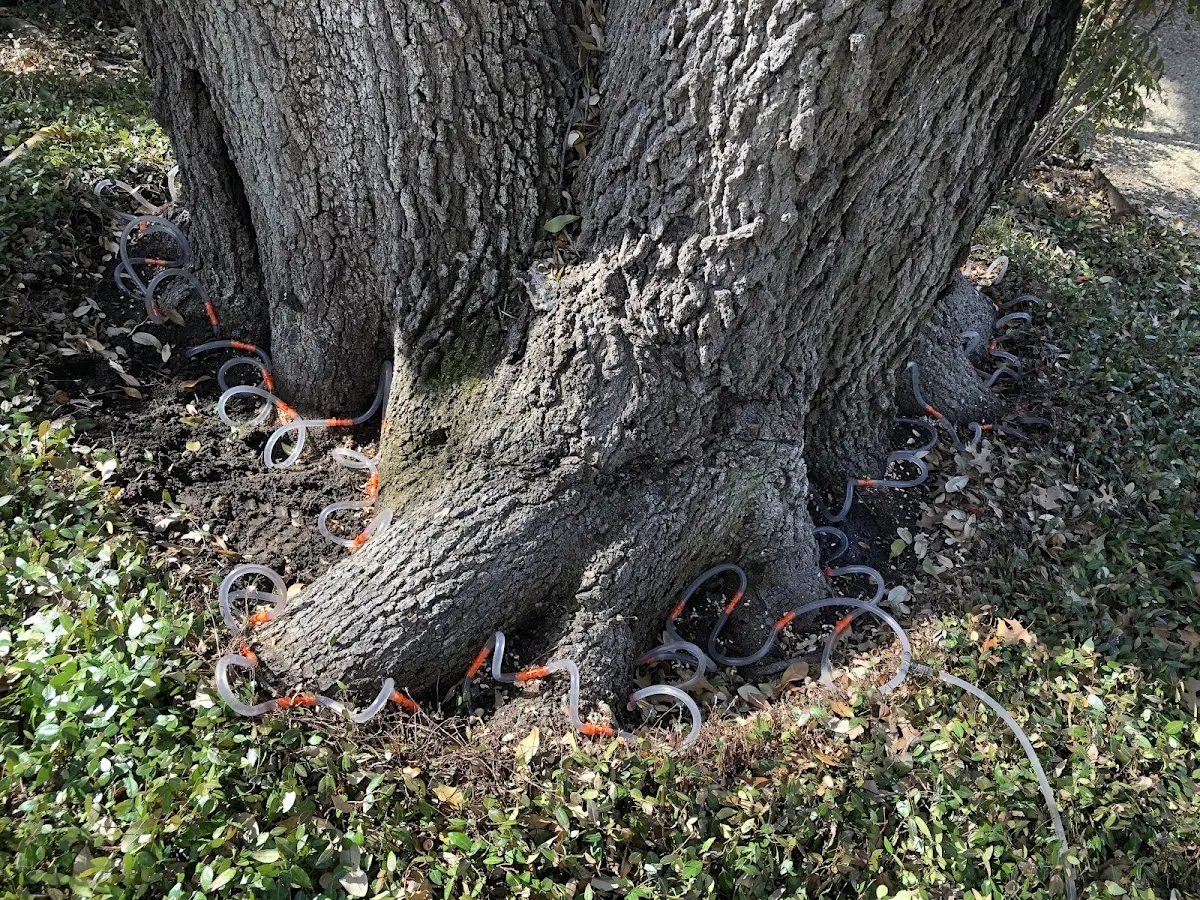 Detailed Tree Cabling and Bracing job site in South Park