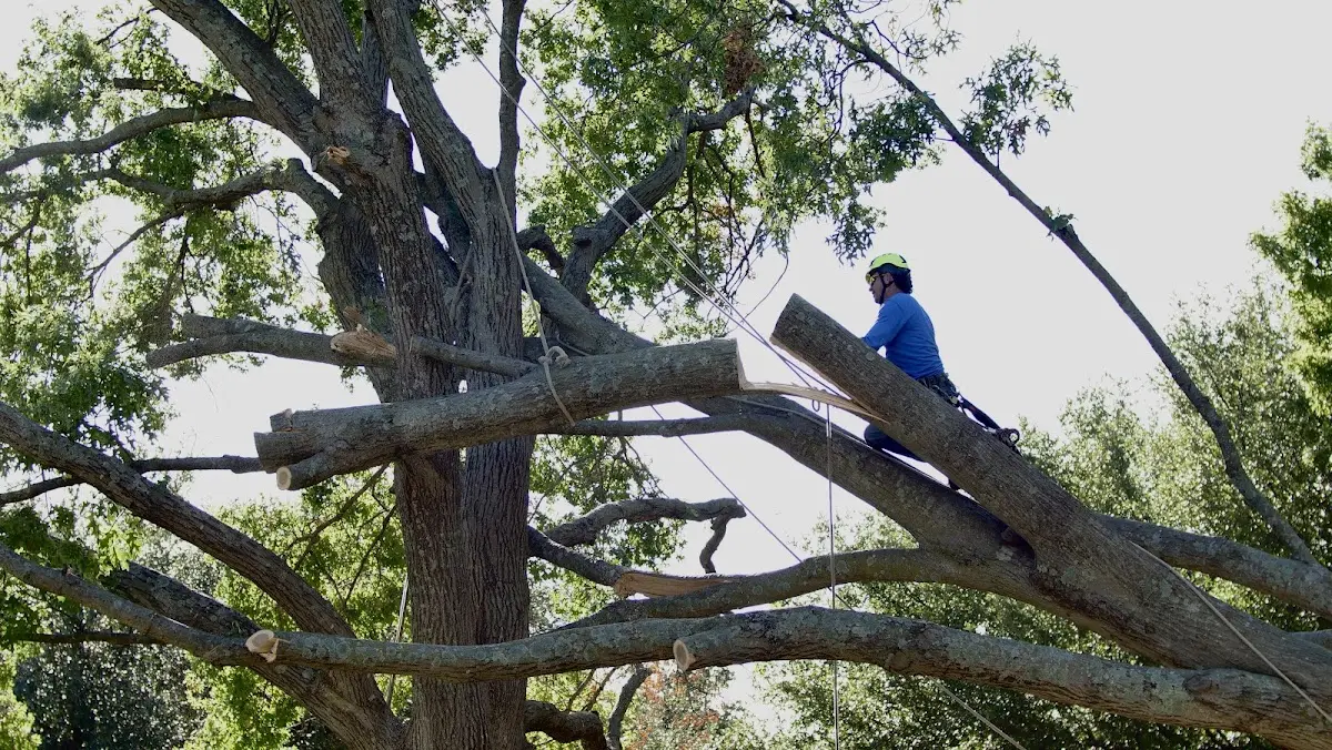Professional Crown Thinning performed by certified arborists in South Park