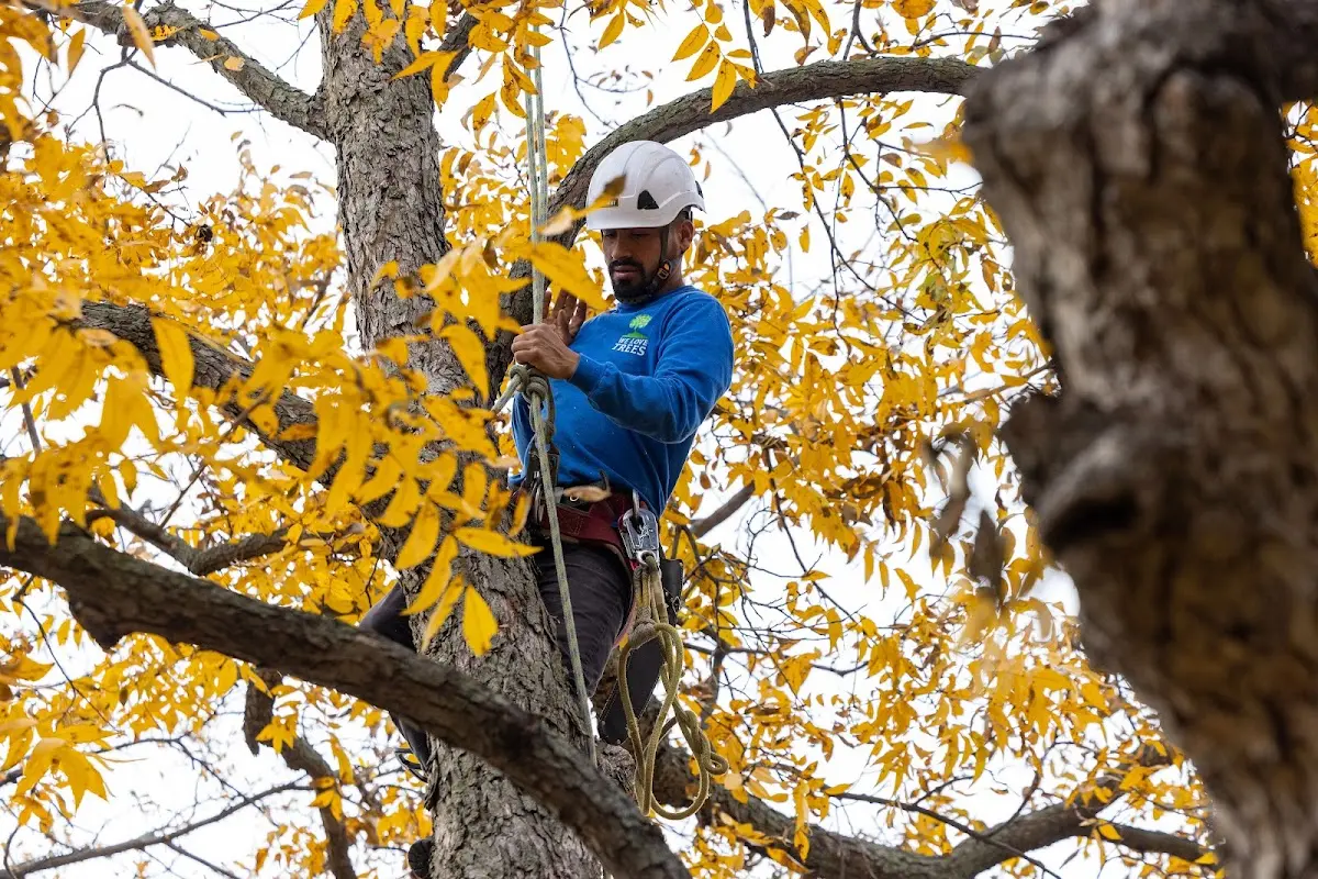Skilled Tree Trimming crew working in South Park