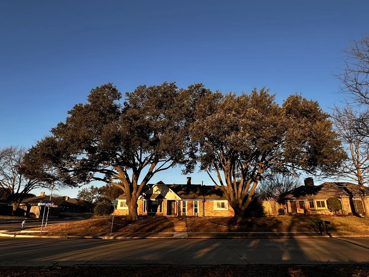 Established residential canopy tree shading a home in South Park